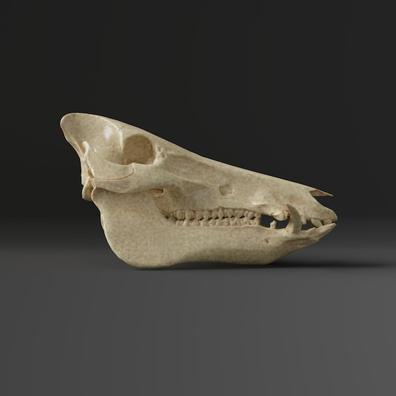 家畜豚の頭蓋骨レプリカ（博物館品質） - Etsy 日本