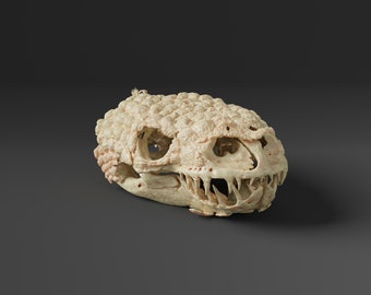 メキシコのビーズトカゲの頭蓋骨のレプリカ（博物館品質） - Etsy 日本