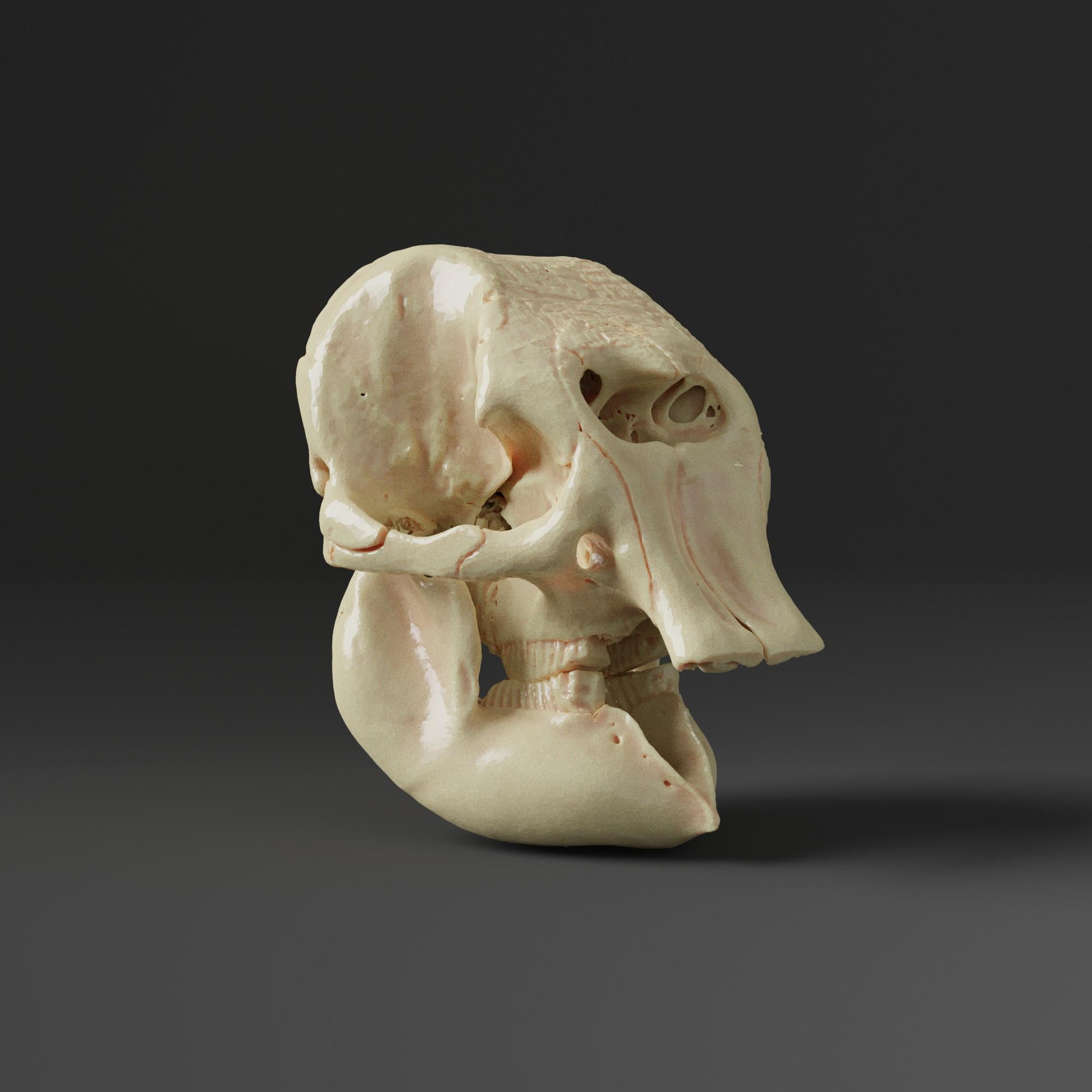 Asian Elephant Skull Replica (museum Quality) - Etsy Canada