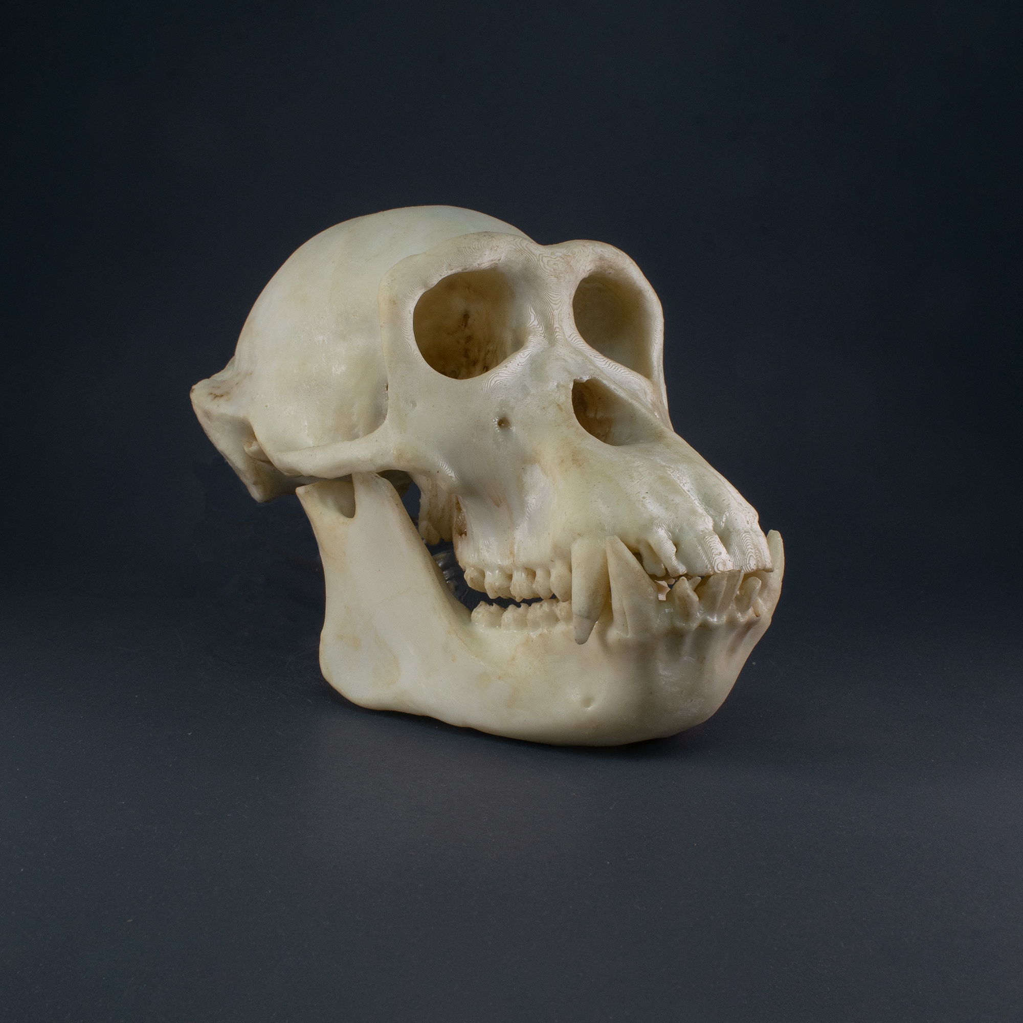 雄チンパンジーの頭蓋骨レプリカ（博物館品質） - Etsy 日本