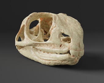 Réplique du crâne de Tuatara (qualité musée)