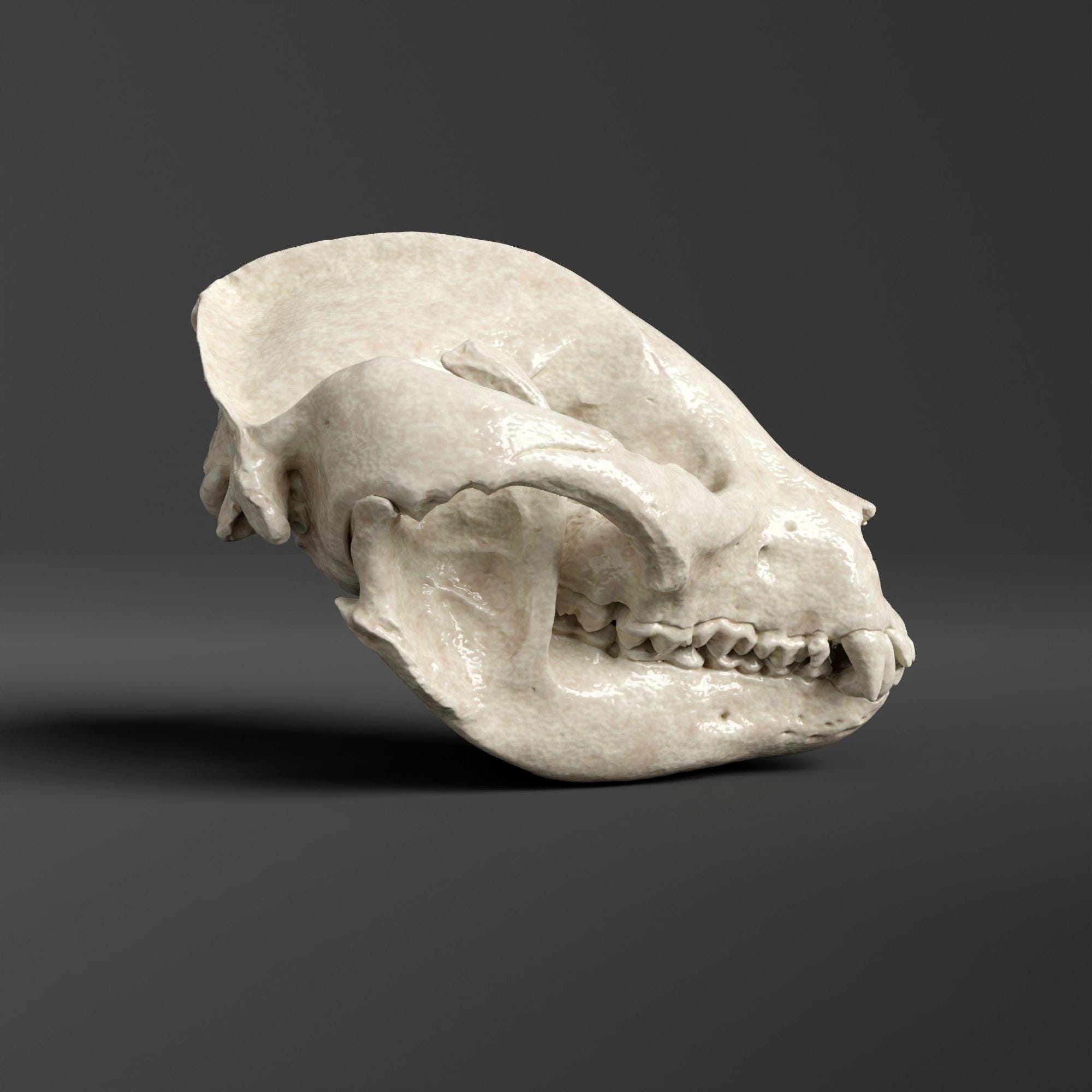 パンダの頭蓋骨のレプリカ（博物館品質） - Etsy 日本