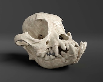 Réplica de cráneo de Shih Tzu (calidad de museo)