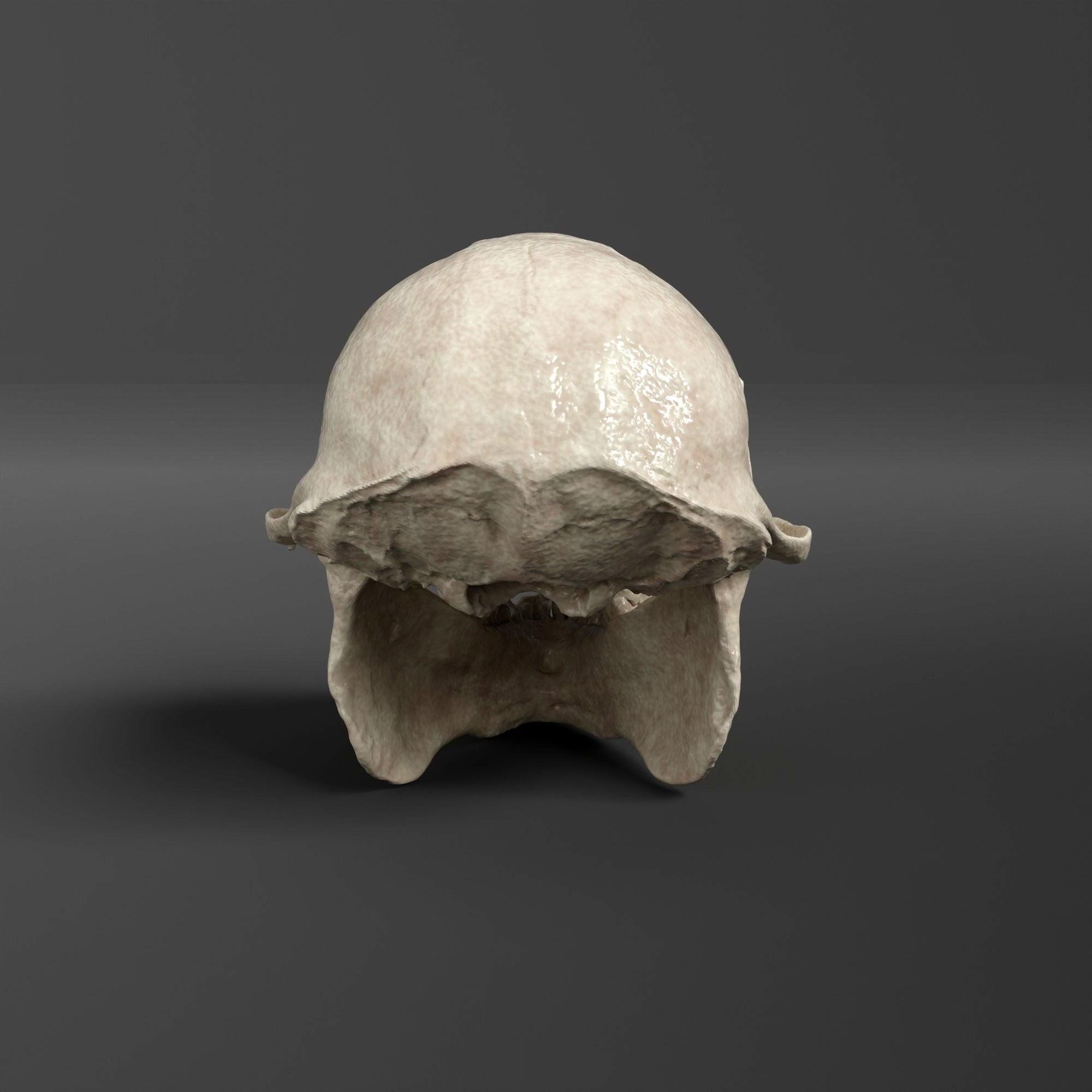 ダスキーリーフモンキーの頭蓋骨レプリカ（博物館品質） - Etsy 日本