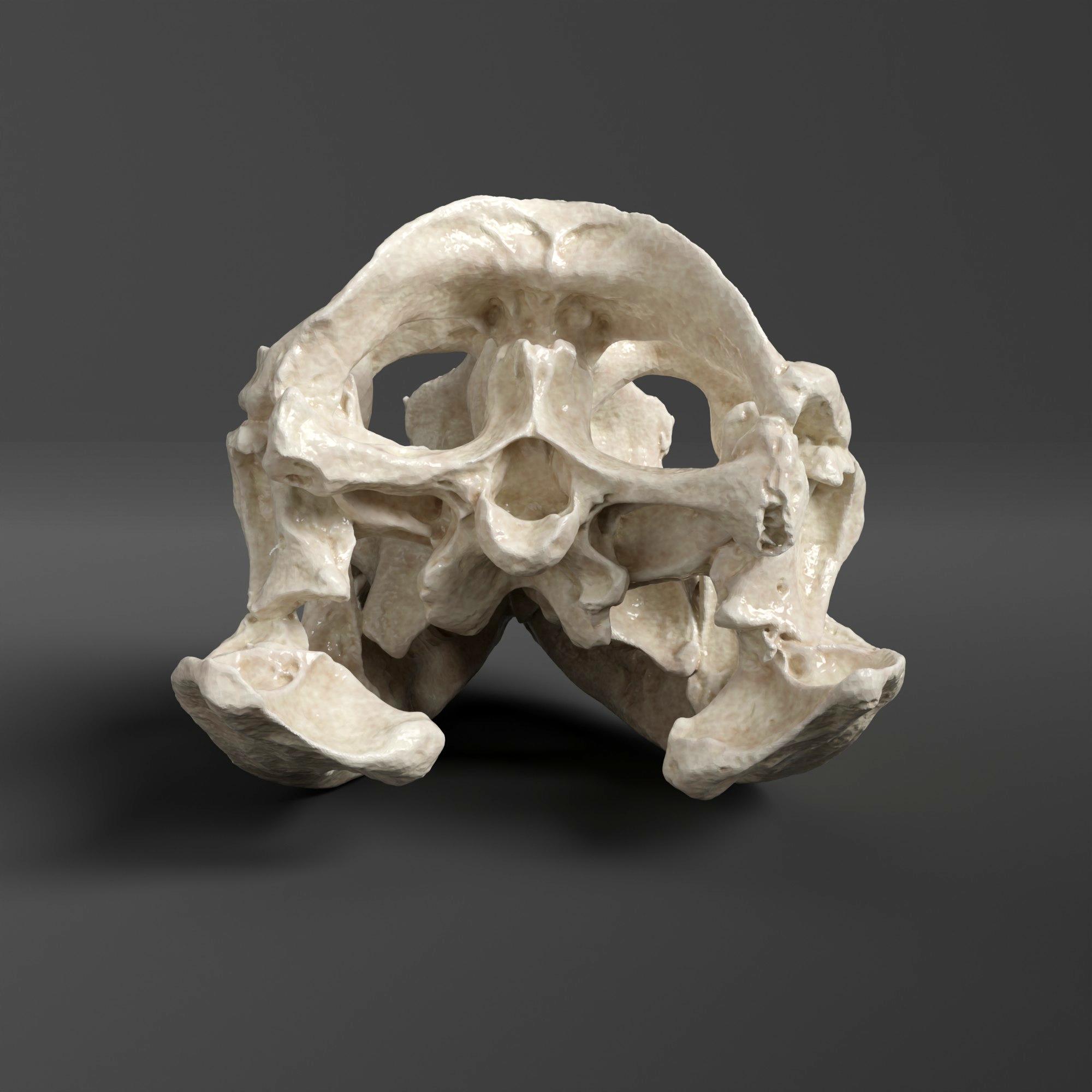 ガラパゴスリクイグアナの頭蓋骨レプリカ（博物館品質） - Etsy 日本