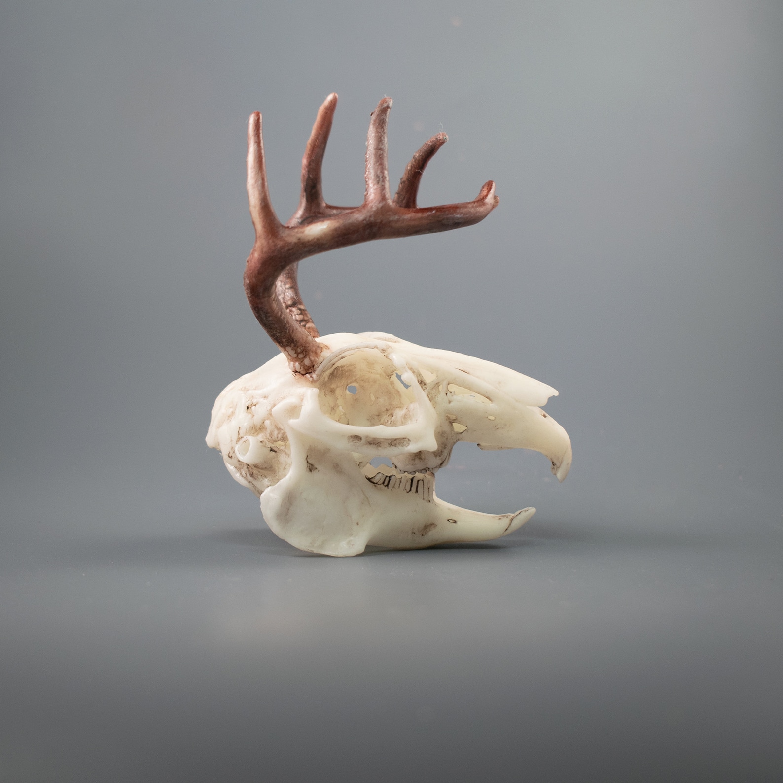 Jackalope Skull | Etsy
