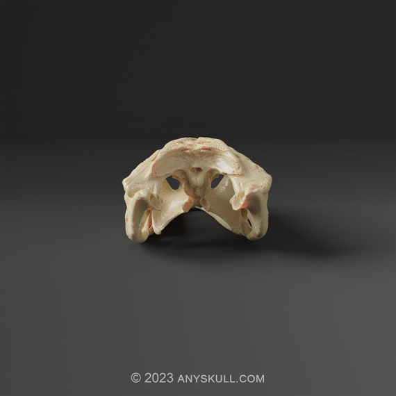 アメリカワニの頭蓋骨レプリカ（博物館品質） - Etsy 日本