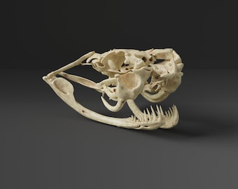 Réplica del cráneo de la serpiente de cascabel diamante oriental (calidad de museo)