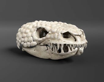 Réplica del cráneo del monstruo de Gila (calidad de museo)