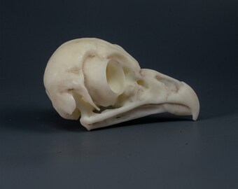 アメリカフクロウの頭蓋骨レプリカ（博物館品質） - Etsy 日本