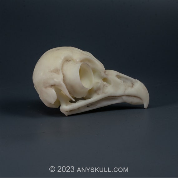 アメリカフクロウの頭蓋骨レプリカ（博物館品質） - Etsy 日本