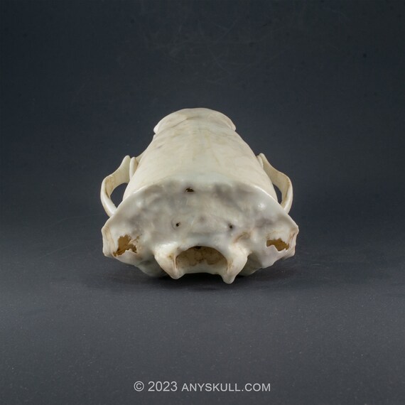 高品質！アメリカアナグマの頭骨