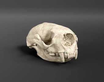 Réplica de cráneo de nutria marina (calidad de museo)