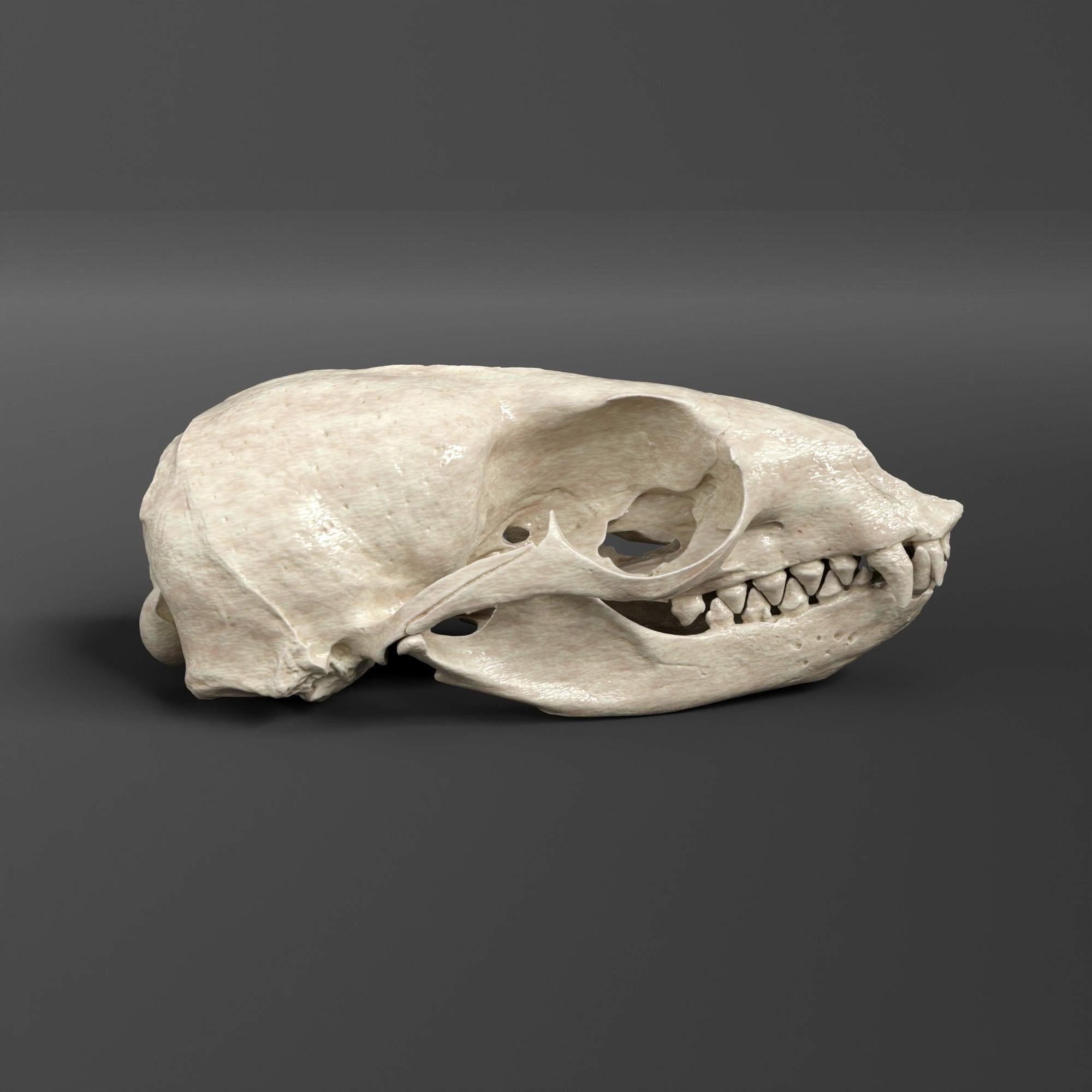 カリフォルニアアシカ（メス）の頭蓋骨レプリカ（博物館品質） - Etsy 日本