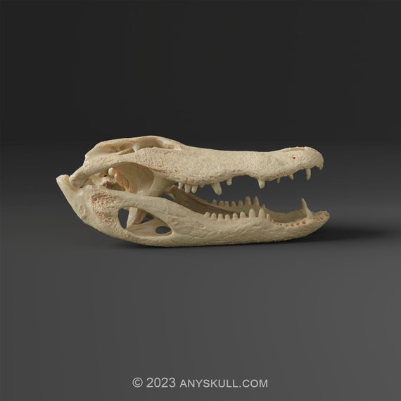 アメリカワニの頭蓋骨レプリカ（博物館品質） - Etsy 日本