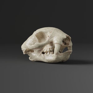 May include: A close-up of a white animal skull with visible teeth. The skull is slightly tilted to the side, revealing the detail of the jaw and teeth.