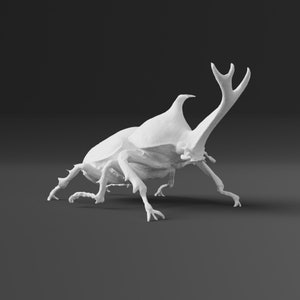 Rhinoceros beetles exoskeleton replica (Museum Quality)