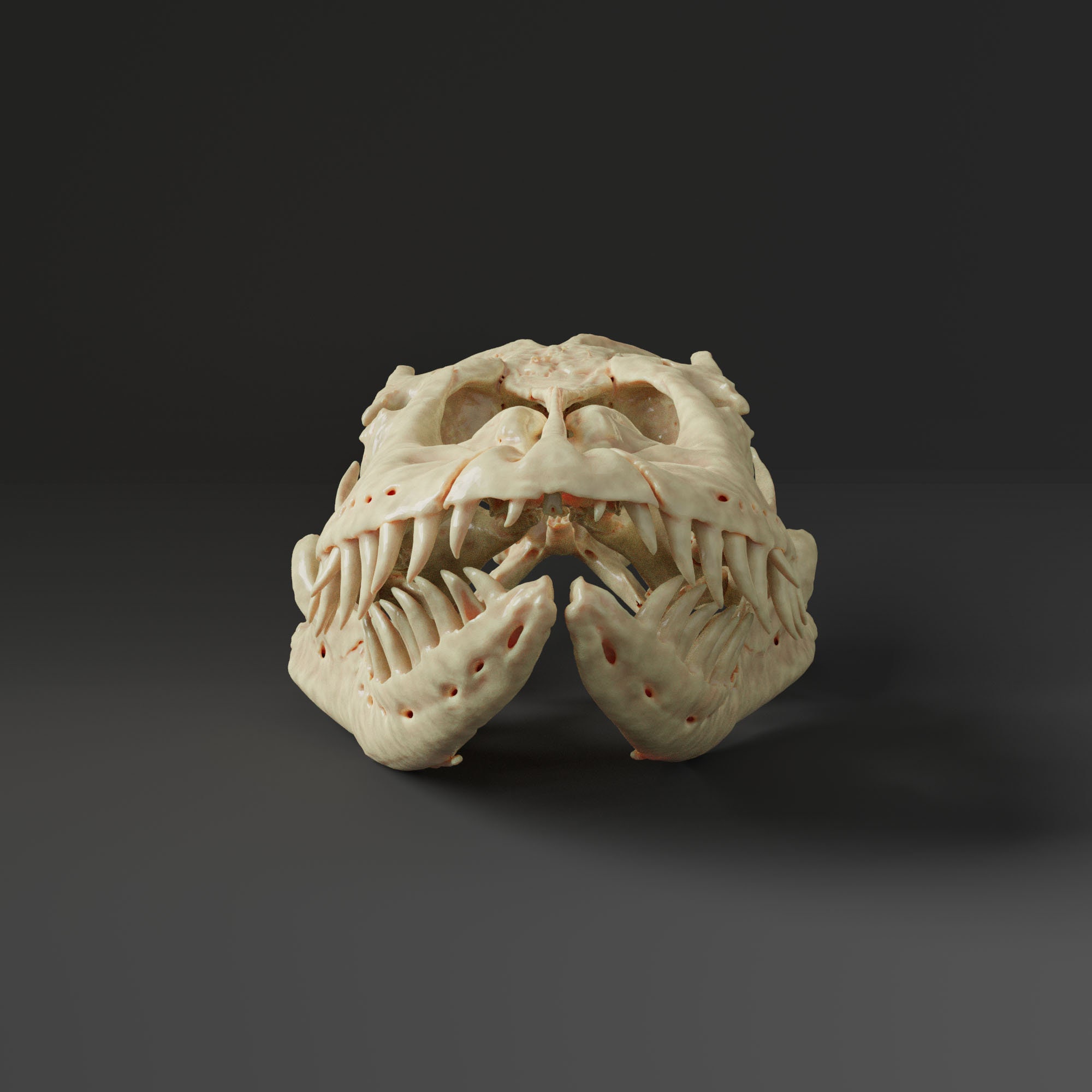 コモドドラゴンの頭蓋骨レプリカ（博物館品質） - Etsy 日本