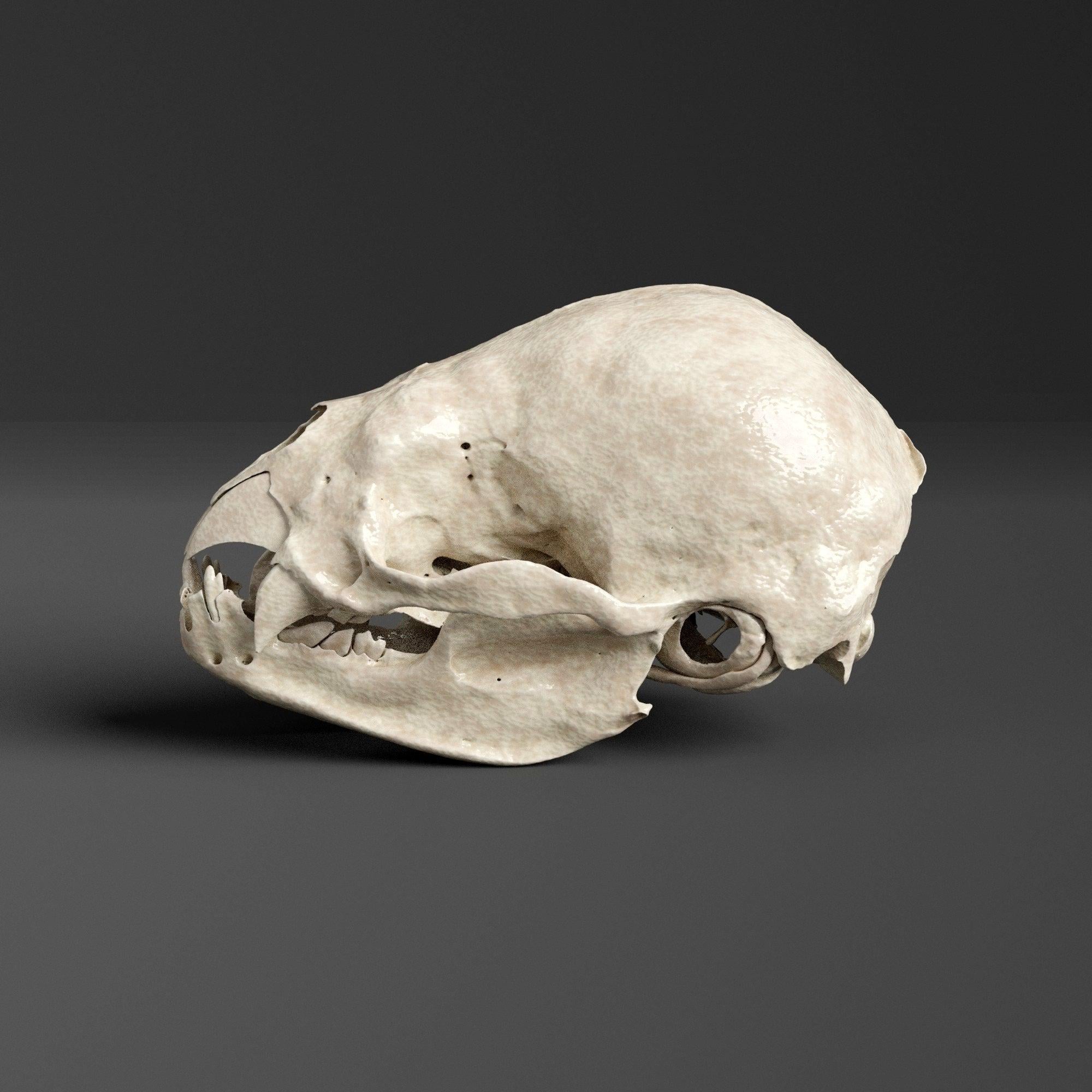 吸血コウモリの頭蓋骨レプリカ（博物館品質） - Etsy 日本