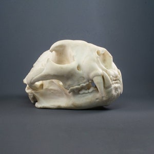 Puma or Mountain Lion Skull Replica (Museum Quality)