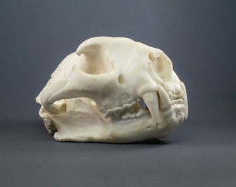 Puma or Mountain Lion Skull Replica (Museum Quality)