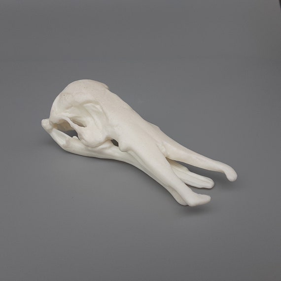 カモノハシの頭蓋骨レプリカ（博物館品質） - Etsy 日本