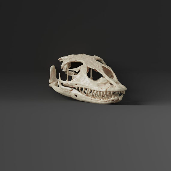 ミズオオトカゲ（Common water monitor）頭骨 即納☆ ミズオオトカゲ（Common water monitor）頭骨 - 頭骨