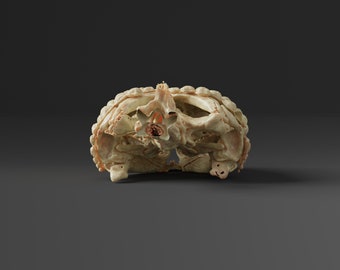 メキシコ トカゲのオブジェクト メキシコのビーズトカゲの頭蓋骨のレプリカ（博物館品質