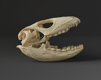 北カイマントカゲの頭蓋骨レプリカ（博物館品質） - Etsy 日本