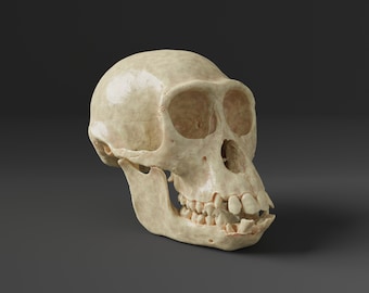 Bonobo Schädel Replik - männlich (Museumsqualität)