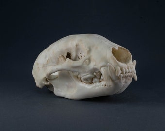 アメリカアナグマの頭蓋骨レプリカ（博物館品質） - Etsy 日本