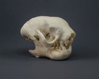 Réplica do crânio de uma preguiça de três dedos (qualidade de museu)