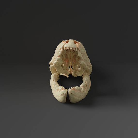 北カイマントカゲの頭蓋骨レプリカ（博物館品質） - Etsy 日本