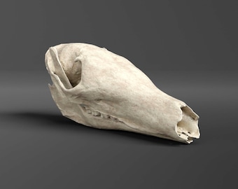 Réplica de cráneo de oso hormiguero (calidad de museo)