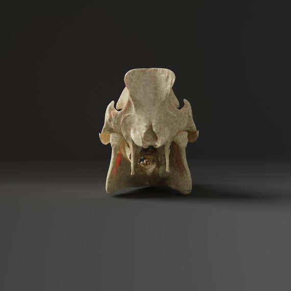 ★ 貴重！高品質！ フタコブラクダの頭骨 ブタの全身骨格標本（オス） - 頭骨・骨格標本・剥製販売 【Core-Box】