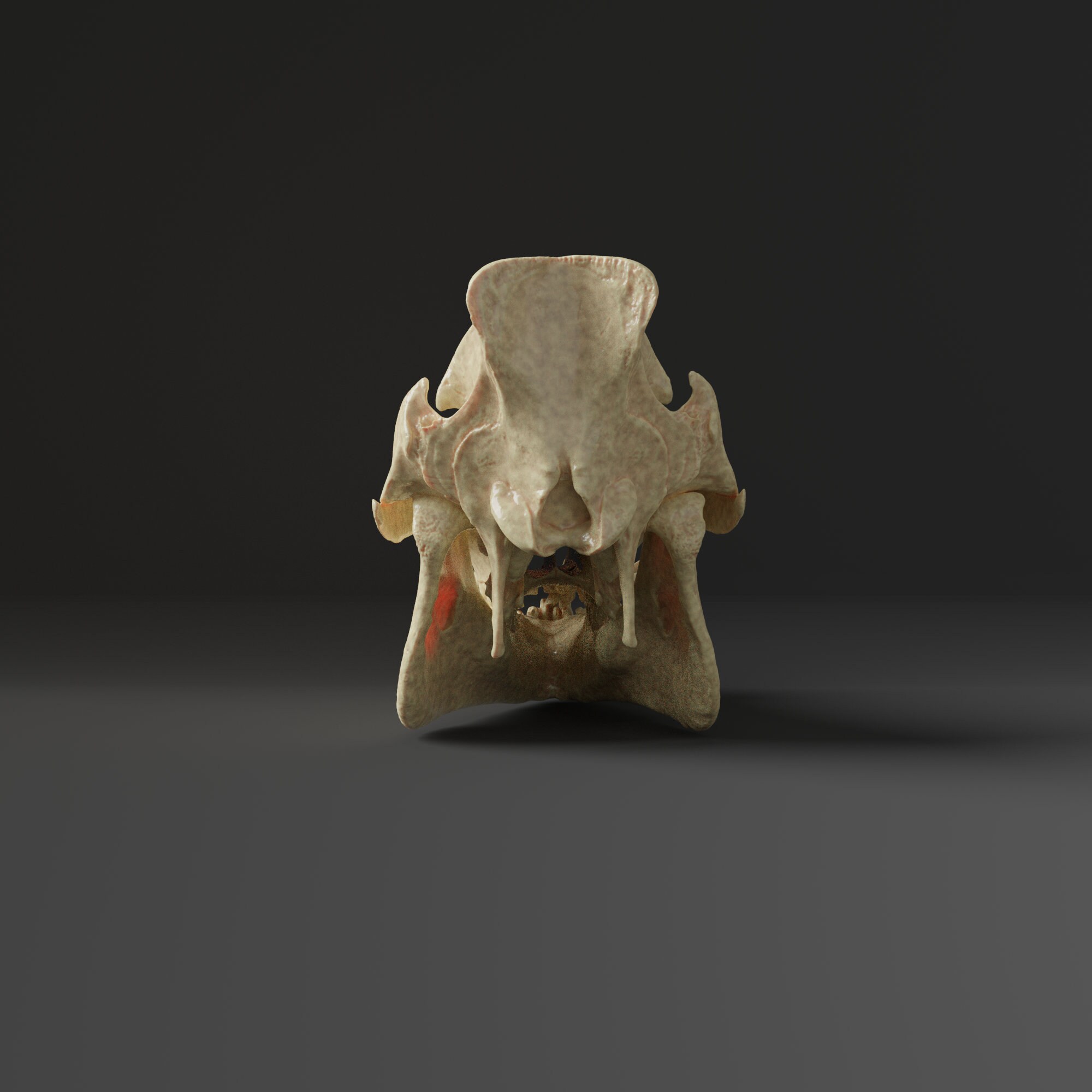 家畜豚の頭蓋骨レプリカ（博物館品質） - Etsy 日本