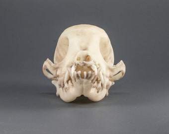 チワワの頭蓋骨レプリカ（博物館品質） - Etsy 日本