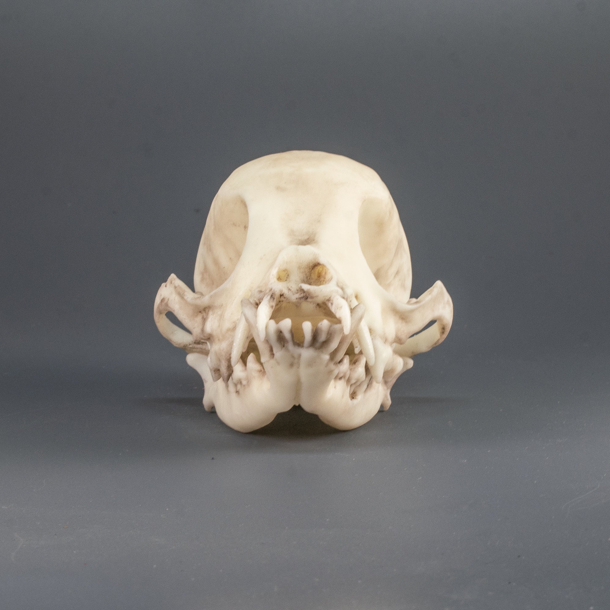チワワの頭蓋骨レプリカ（博物館品質） - Etsy 日本
