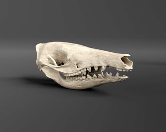 Réplica del cráneo de bandicut espinoso común (calidad de museo)