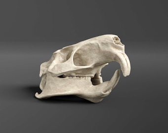 Réplica del cráneo de nutria (calidad de museo)