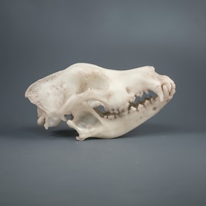Labrador Retriever Schädel Replik (Museumsqualität)