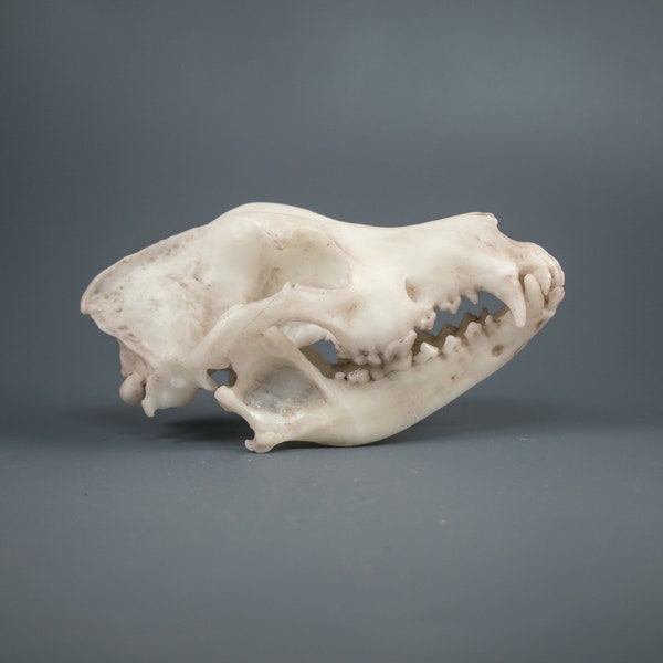 2/3 Scale Labrador Retriever Skull Replica (Museum Quality)