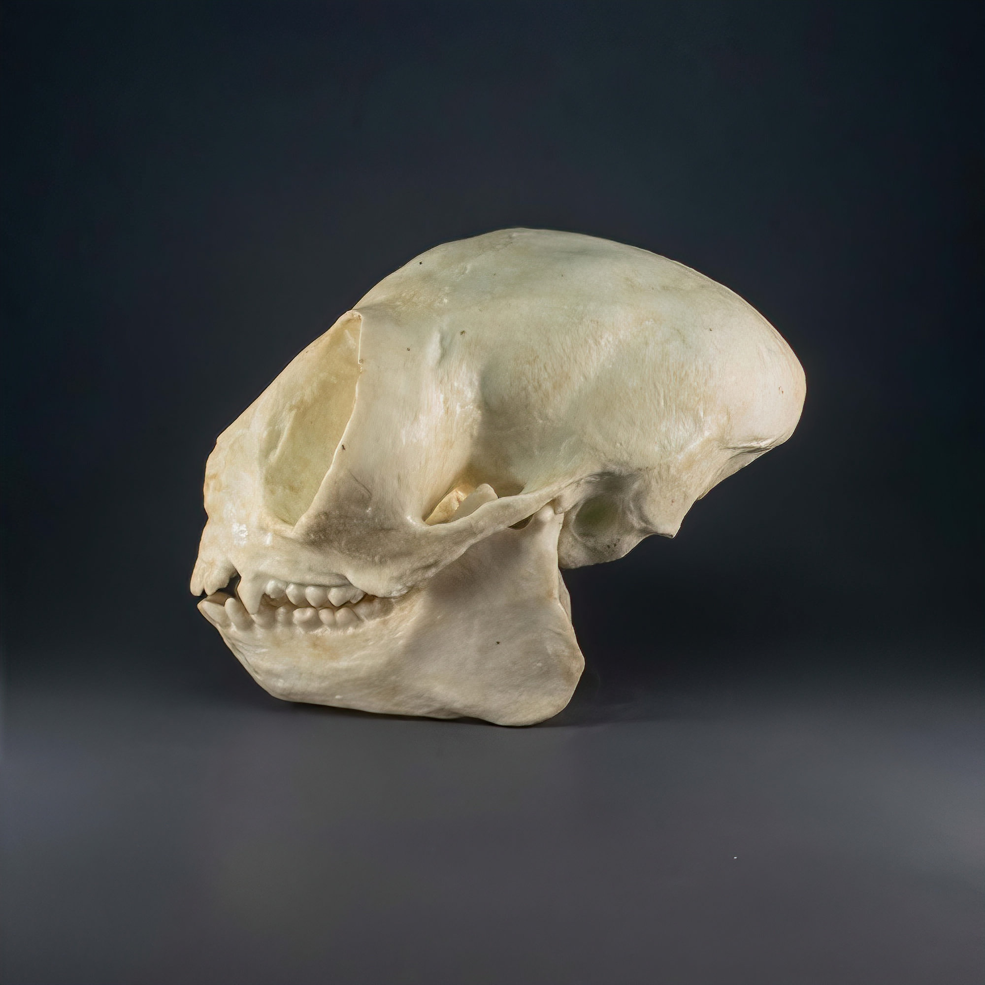 フクロウと猿の頭蓋骨のレプリカ（博物館品質） - Etsy 日本