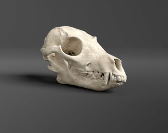 Réplica del cráneo de zorro orejudo (calidad de museo)