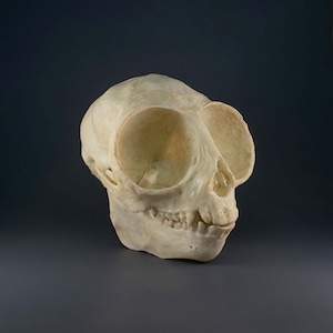 May include: A cream-coloured primate skull with large eye sockets and visible teeth. The skull is set against a dark grey background, showcasing its detailed bone structure and shape. The skull is a natural bone colour.