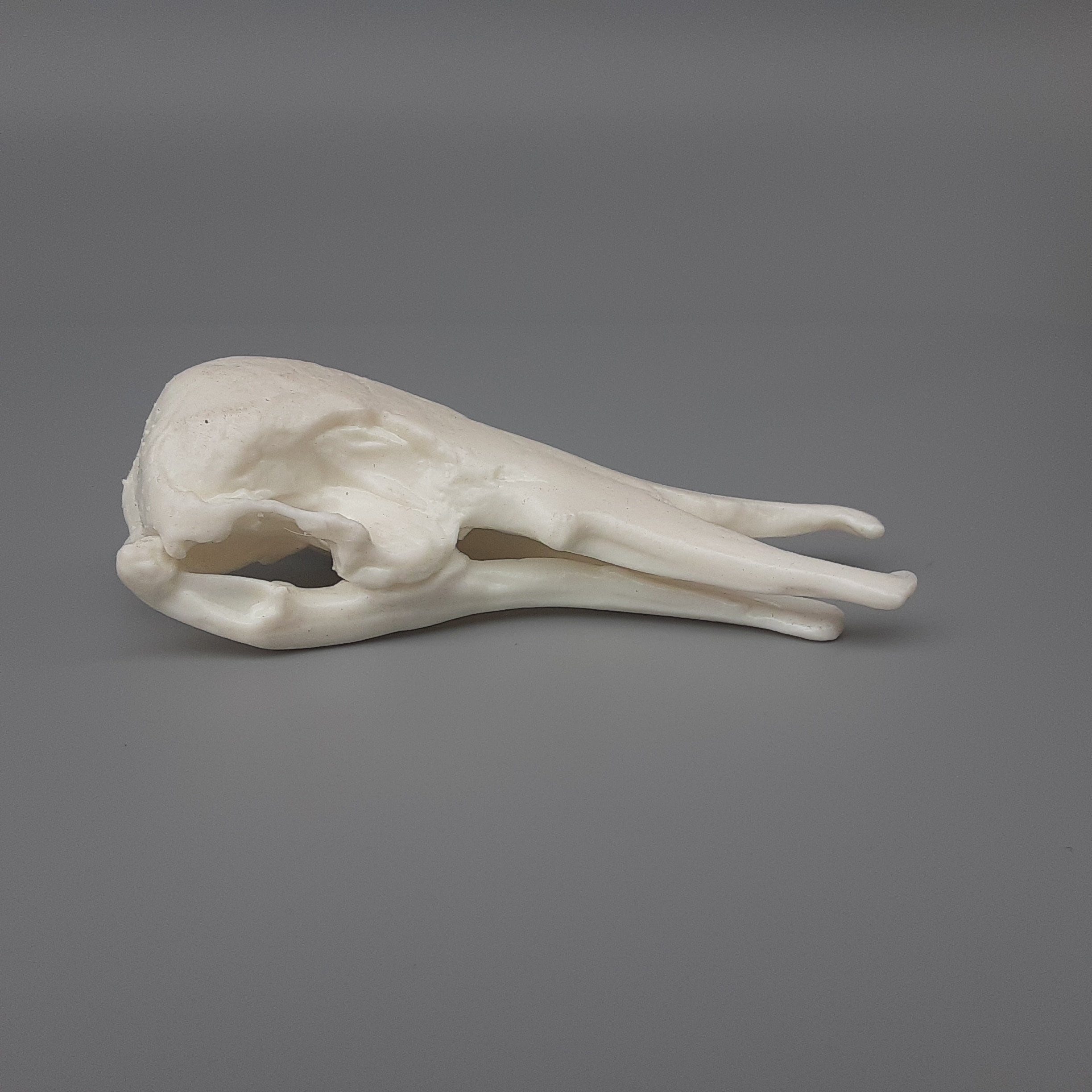 貴重！ポットー 頭骨 貴重！ポットー 頭骨 Perodicticus potto（ポットー）