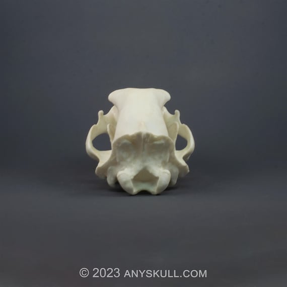 ヒグマの頭蓋骨レプリカ（博物館品質） - Etsy 日本