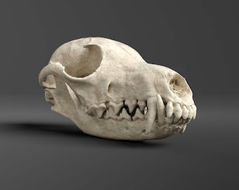 Réplica de cráneo de zorro rojo (calidad de museo)