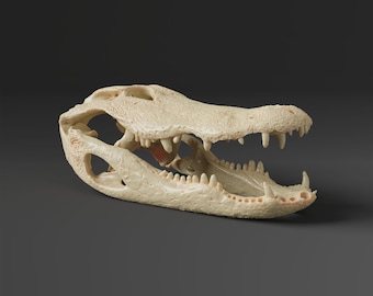 アメリカワニの頭蓋骨レプリカ（博物館品質） - Etsy 日本
