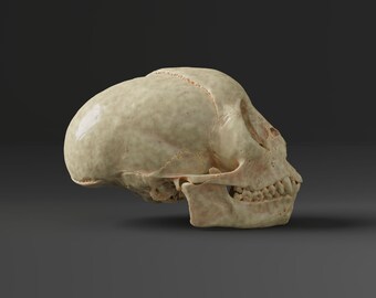il_340x270.4004132048_4mtk.jpg